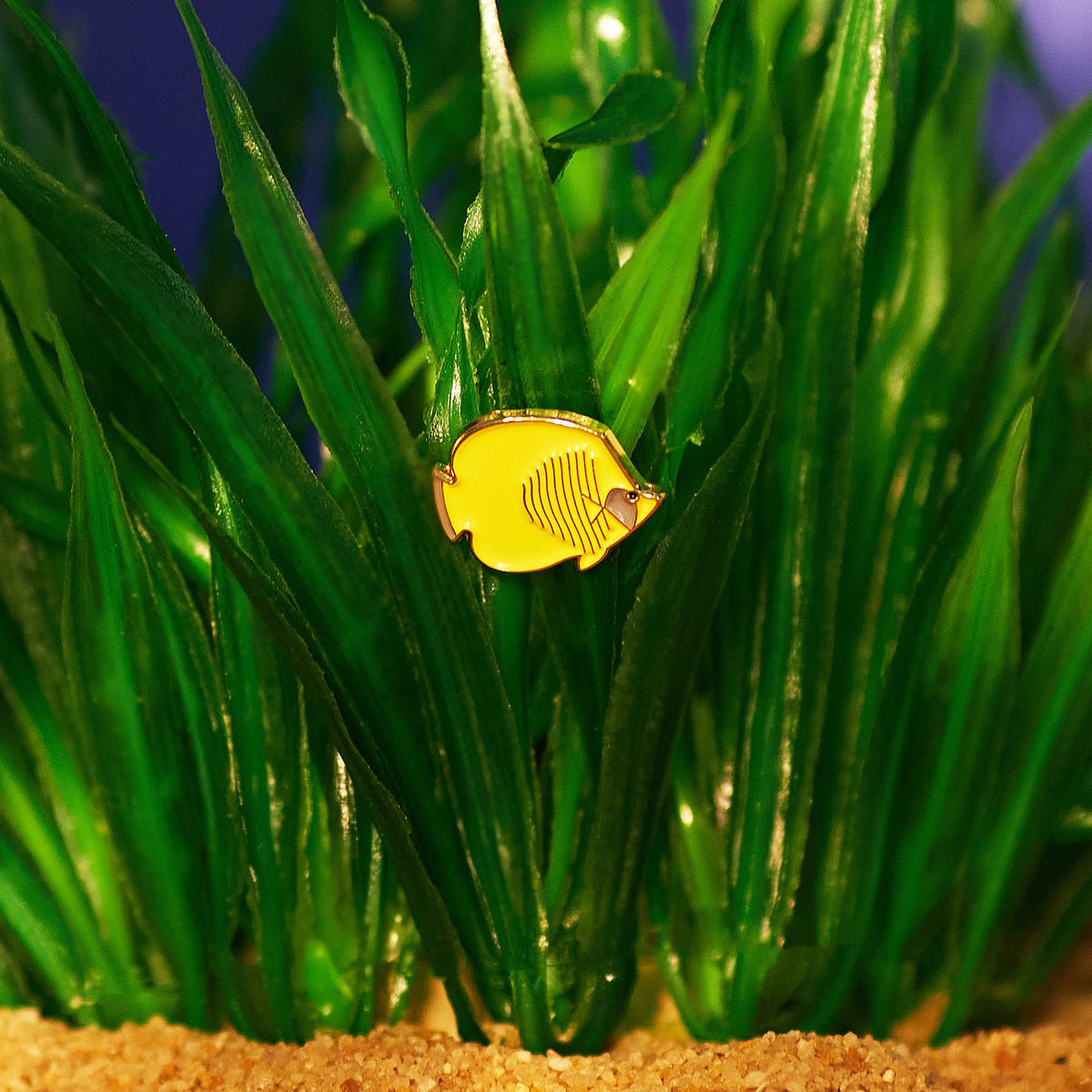 Angel Fish # 1
