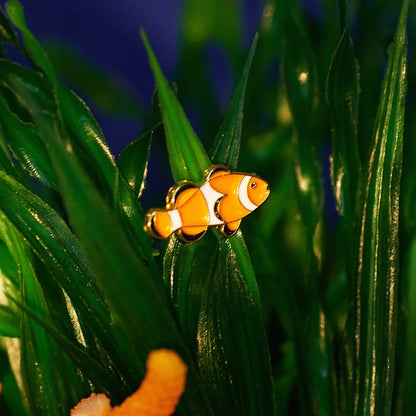 Clown Fish