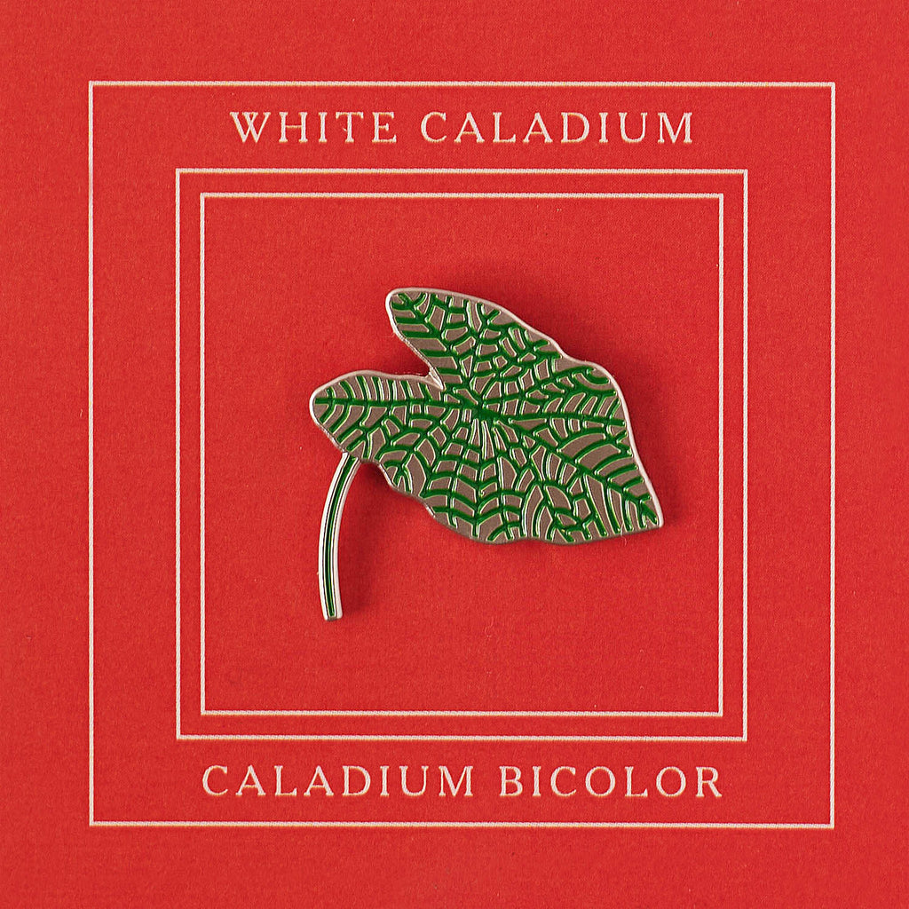 Pin White Caladium