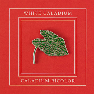 Pin White Caladium