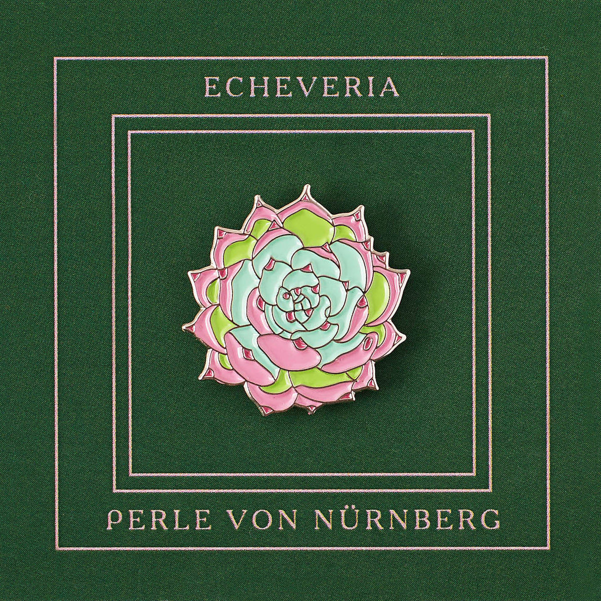 Echeveria